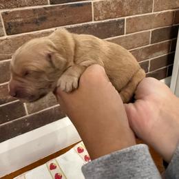 Pearl-Light Pink - Golden female Golden Retriever puppy in Cedar City, Utah from RuTess Goldens