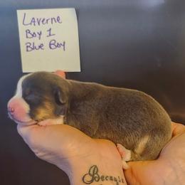 Blue boy 1 - Gray and white male American Corgi puppy in Hampton, Tennessee from TC Farms Stock Dogs - Miniature Australian Shepherds