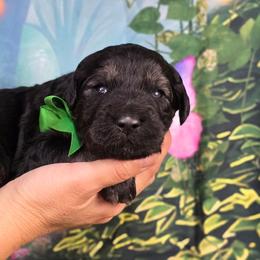 Acorn - Black male Goldendoodle puppy in Springfield, Oregon from Oregon's Oodles of poodles & doodles