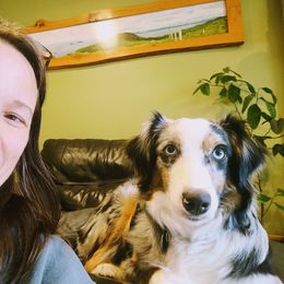 Miniature Australian Shepherds from Riley Creek Mini Aussie's
