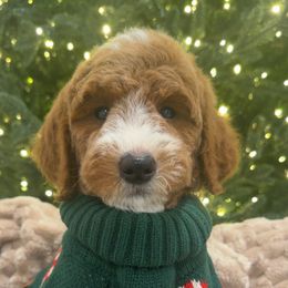 Cooper - Red  male Goldendoodle puppy in Anaheim, California from Cuddle Bear Doodles