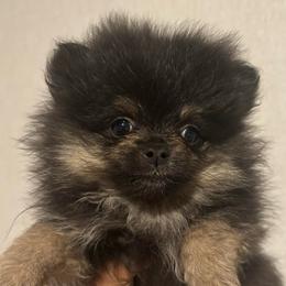 Waverly - Black and tan female Pomeranian puppy in Eastover, North Carolina from Tea-Cake Pomeranians of The Carolinas