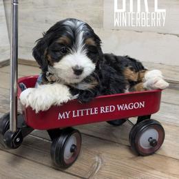 Winterberry - Tri-color female Bernedoodle puppy in Cambridge, Minnesota from Country Meadow Doodles