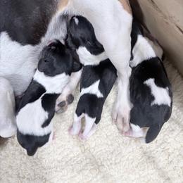 Sage - Blue tan and white female Beagle puppy in Gentry, Arkansas from HC Puppy Ranch