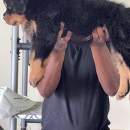 Rottweiler Puppies from Rottweiler Land