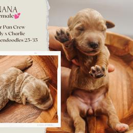 Nana - Red  female Goldendoodle puppy in Hilton, New York from The House of Goldendoodle