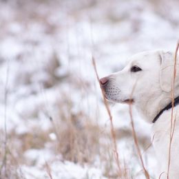 Bean - Labrador Retriever
