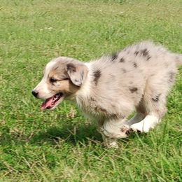 Border Collie Puppies from Bond Border Collies