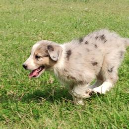 Border Collie Puppies from Bond Border Collies