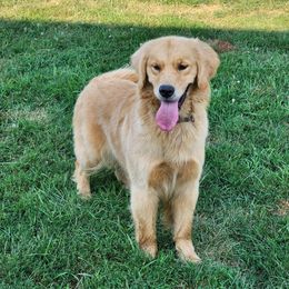 Effie - Golden Retriever
