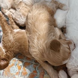 Cockapoos from Critter Springs Farm