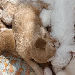 Cockapoos from Critter Springs Farm