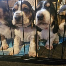 Basset Hound Puppies from Marvel-ous baby basset hounds