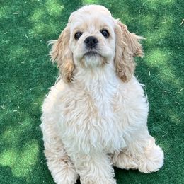 Cocker Spaniel All Grown Up from Shasta View Cockers