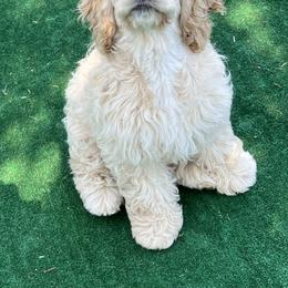 Cocker Spaniel All Grown Up from Shasta View Cockers