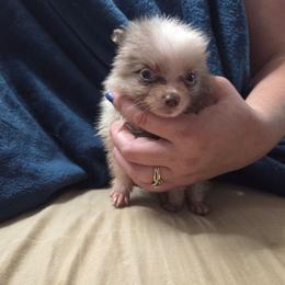 Lavender merle parti - Lavender male Pomeranian puppy in Hazleton, Indiana from Hyneman's Haven Poms