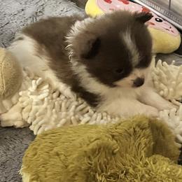Boy 1 - Chocolate parti male Pomeranian puppy in Maplefalls, Washington from Snow peak poms