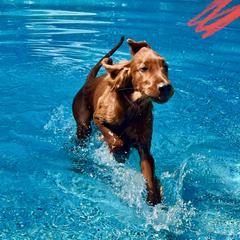 Red boy - Mahogany male Irish Setter puppy in Leslie, Arkansas from Shakarri Irish Setters