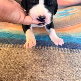 Light blue collar boy - Mantle male Great Dane puppy in Centennial, Colorado from Vanmar Great Danes of Colorado