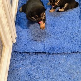 Pug and Shiba Inu Puppies from khshibas-khpugs