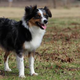 Miniature Australian Shepherds from Tin Rag Australian Shepherds