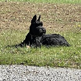 Freya - Giant Schnauzer