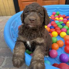 Saint Berdoodle Puppies from Gentle Giant Saint Berdoodles