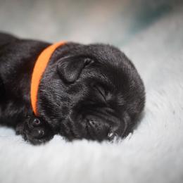 Coriander - Black male Labrador Retriever puppy in Ridgecrest, California from Black Mountain Service Dogs