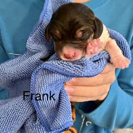 Boy 2 - Beagle puppy in Woodstock, Georgia from Penny Lane Beagles and AKC and Champion bloodline