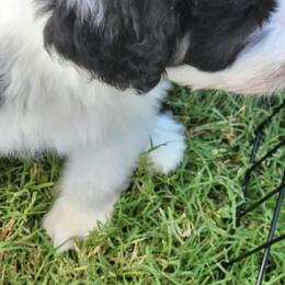Bearded Collie Puppies from Lone Star Bearded Collies