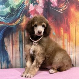Pink - Sable female Poodle puppy in Houma, Louisiana from Smart Azz Poodles