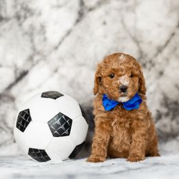 Boy 5 - Red  Goldendoodle puppy in Riverton, Utah from Utah Doodlebug