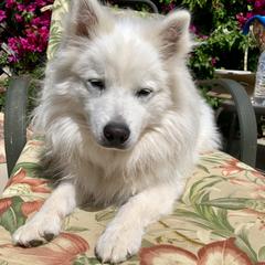 Juneau - American Eskimo Dog