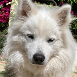 Juneau - American Eskimo Dog