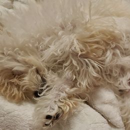 Aussiedoodle, Poodle, and Toy Australian Shepherd Puppies from Heartland Ranch