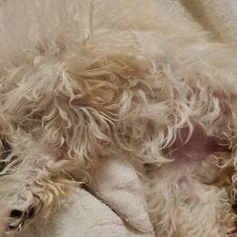 Aussiedoodle, Poodle, and Toy Australian Shepherd Puppies from Heartland Ranch