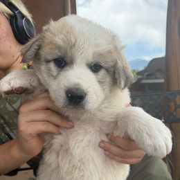 Tomatillo - Badger male Colorado Mountain Dog puppy in Cotopaxi, Colorado from Once Upon A Moose (OUM)