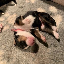 Bernedoodle and Goldendoodle Puppies from Colorado Springs Doodles