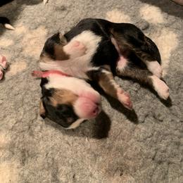 Bernedoodle and Goldendoodle Puppies from Colorado Springs Doodles