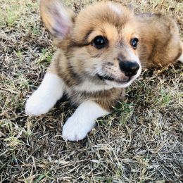 "BABA" Pembroke Welsh Corgi Puppies from CircleKbar Corgis
