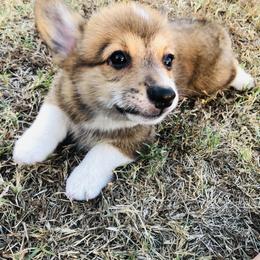 "BABA" Pembroke Welsh Corgi Puppies from CircleKbar Corgis