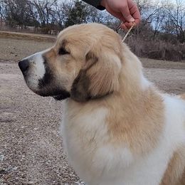 Vega - Pyrenean Mastiff