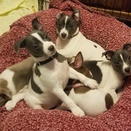 Rat Terrier Puppies from Live Wire Rat Terriers