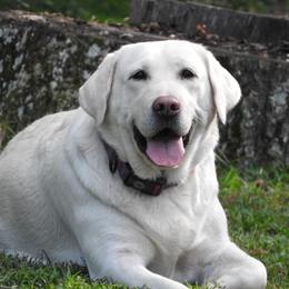 Gwen - Labrador Retriever