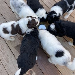 Aussiedoodle and Bernedoodle Puppies from North 40 Doodles