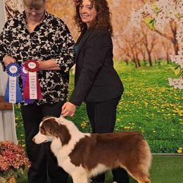 Vera - Australian Shepherd