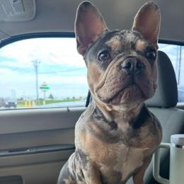 Juniper - French Bulldog