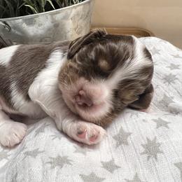 Eagle - Brown and white male Cocker Spaniel puppy in Camp Douglas, Wisconsin from Bluff Country Cockers