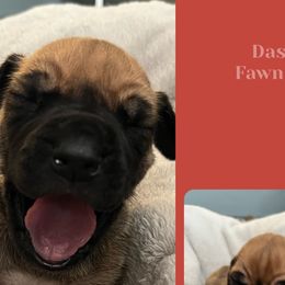Boy 3-Dasher - Fawn Great Dane puppy in Marlow, New Hampshire from Fox Hill Danes