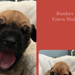 Boy 3-Dasher - Fawn Great Dane puppy in Marlow, New Hampshire from Fox Hill Danes